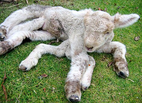 Lamb with Seven Legs